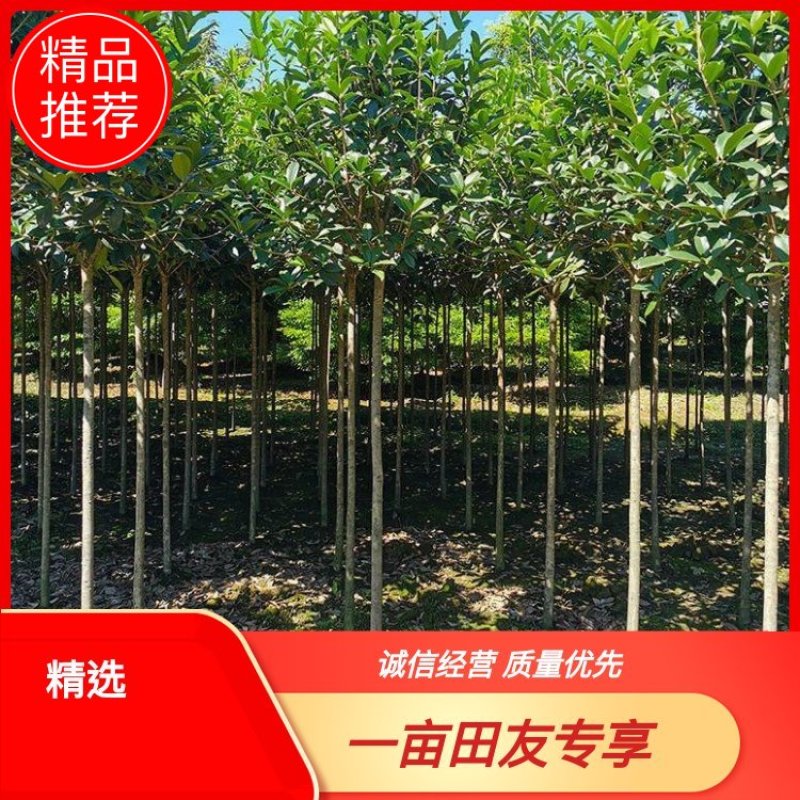 【品质保证】湖北襄阳精品桂花树自产自销成活率高