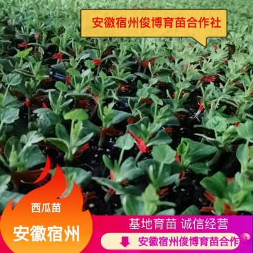 【牛商推荐】埇桥西瓜苗基地育苗各种西瓜苗全国发货