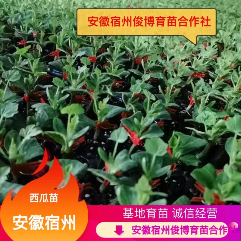 【牛商推荐】埇桥西瓜苗基地育苗各种西瓜苗全国发货
