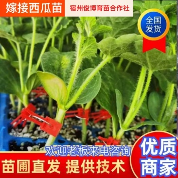 【西瓜嫁接苗】安徽宿州育苗基地诚信经营可预订