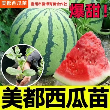 【美都西瓜苗】基地育苗诚信经营可接受预定