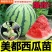【美都西瓜苗】基地育苗诚信经营可接受预定