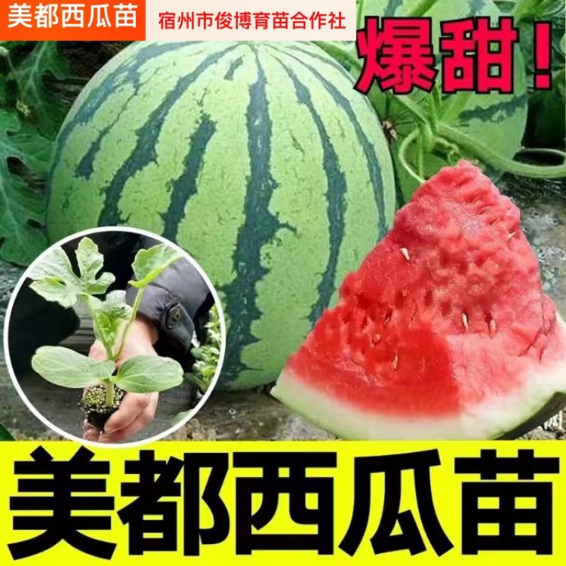 【美都西瓜苗】基地育苗诚信经营可接受预定