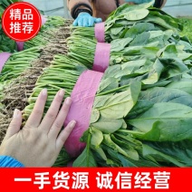 河南安阳大叶菠菜已上市，一手货源，全国供货，价格便宜