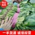 河南安阳大叶菠菜已上市，一手货源，全国供货，价格便宜
