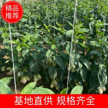 甘肃人参果精品大果，量大价优，规格齐全对接电商市场批发商