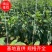甘肃人参果精品大果，量大价优，规格齐全对接电商市场批发商
