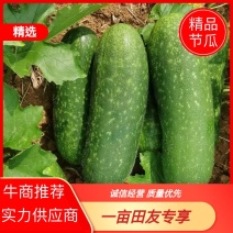 广西新品毛节瓜上市，价格实惠，质量上乘对接商超市场
