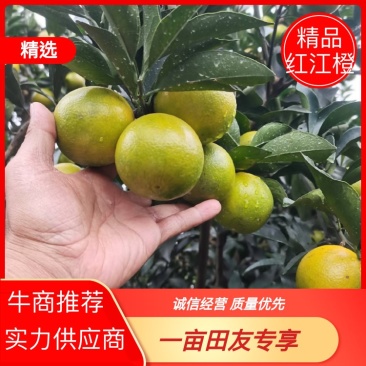 广西精品红江橙,产地直发质量保证货源充足全国发货