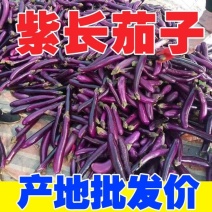 广西茄子品质保证诚信经营欢迎联系接商超市场电商