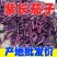 广西茄子品质保证诚信经营欢迎联系接商超市场电商