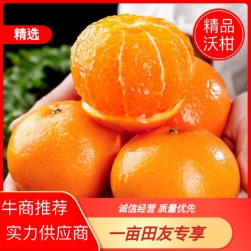 广西薄皮沃柑口感水润清甜品质保证接商超市场电商！大量供应