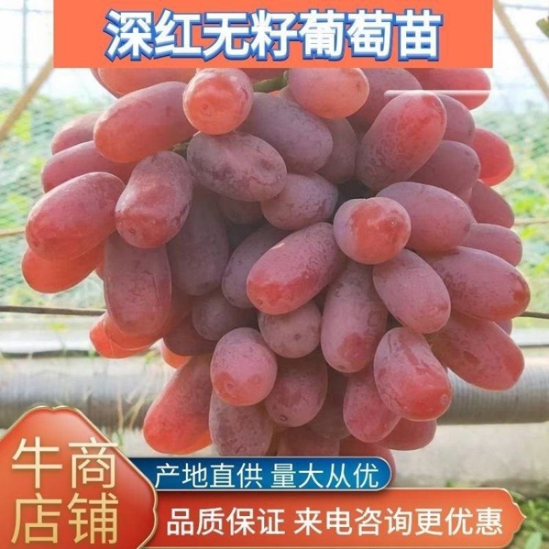 深红无籽葡萄苗，嫁接葡萄苗，南北方庭院盆栽基地直发