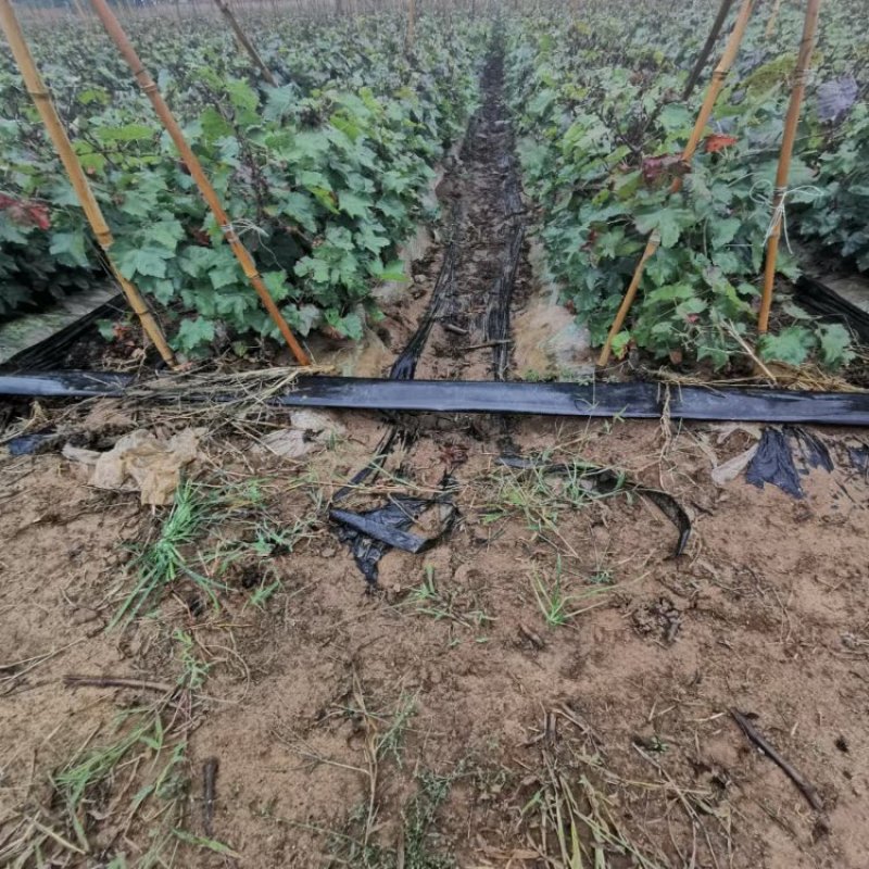 茉莉香葡萄苗，盆栽地栽庭院爬藤基地直发量大从优