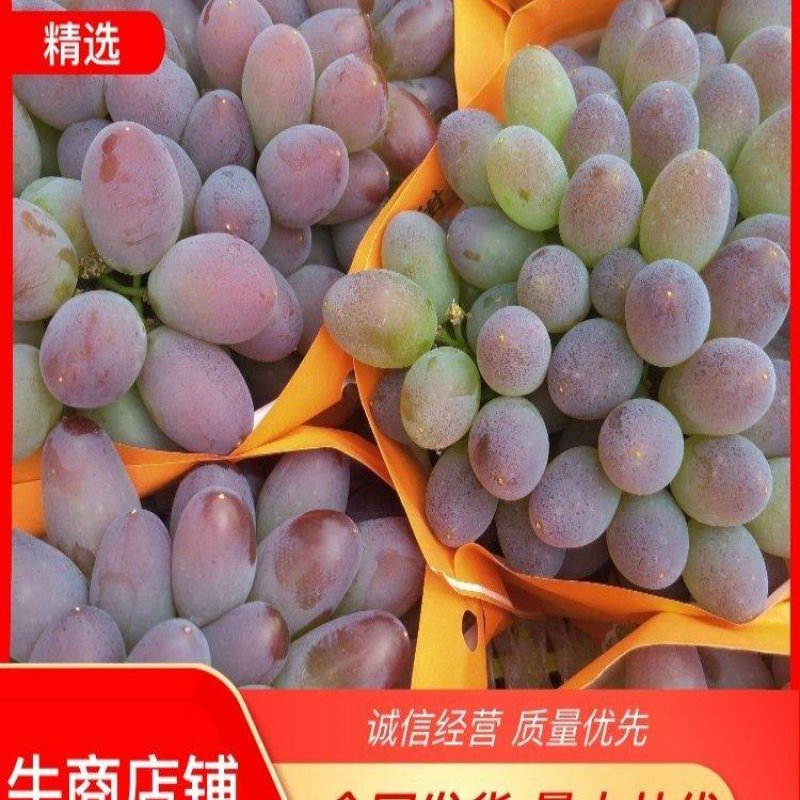 茉莉香葡萄苗，盆栽地栽庭院爬藤基地直发量大从优