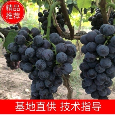 户太八号葡萄苗，质量保证，基地直发，包技术包成活自家培育
