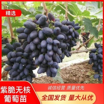 紫脆无核葡萄苗，南北方种植，包成活技术，现挖现发