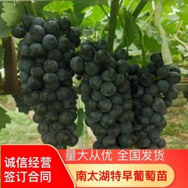 南太湖特早葡萄苗，全国发货，品种齐全纯正，死苗包赔