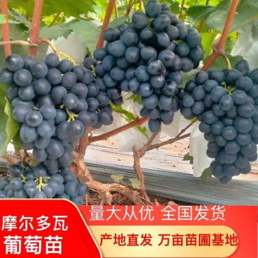 摩尔多瓦葡萄苗，包活技术指导，苗圃基地直发，全国包邮