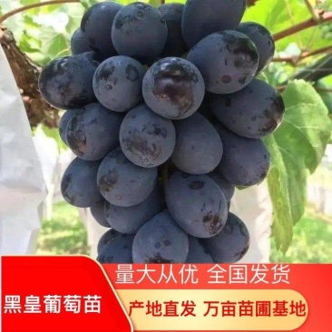 黑皇葡萄苗，价格低，质量保障，包活率高，技术指导