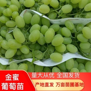 金蜜葡萄苗，包成活，现挖现发，质量保证，死苗免费补发