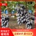 澳洲甜王葡萄苗，提供栽种技术，发货量大，品种齐全