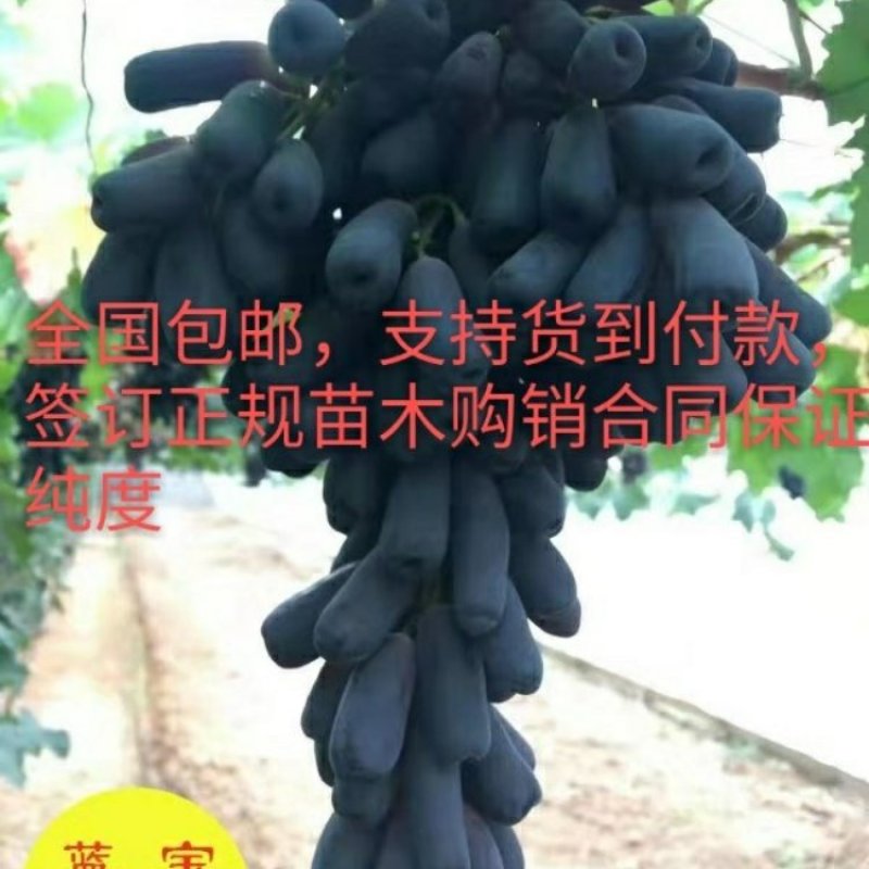 签订纯度合同蓝宝石葡萄苗量大优惠全国包邮货到付款