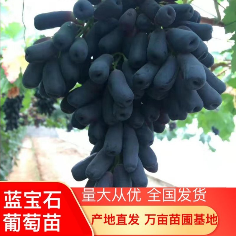签订纯度合同蓝宝石葡萄苗量大优惠全国包邮货到付款
