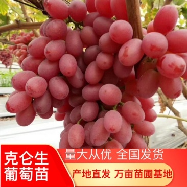 挂树一个月的品种克伦生葡萄苗货量充足产地直发