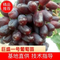 早熟产量高巨盛一号葡萄苗产地直发优质货源诚信经营