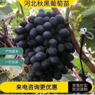秋黑葡萄苗成活率高,果实饱满,基地直发,签订合同