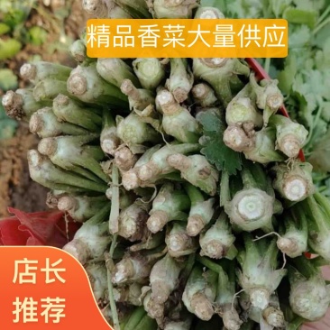 山东香菜大量上市产地专业批发诚信经营欢迎各位老板来电