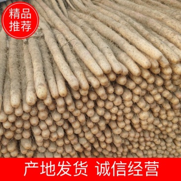 铁棍山药品质保证货源充全国发货诚信经营欢迎电联