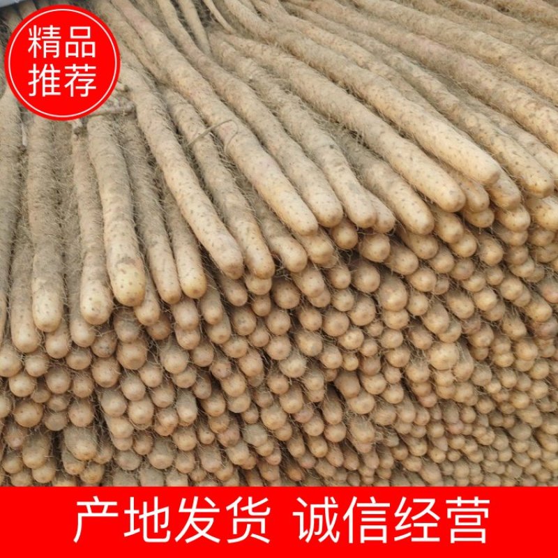 铁棍山药品质保证货源充全国发货诚信经营欢迎电联