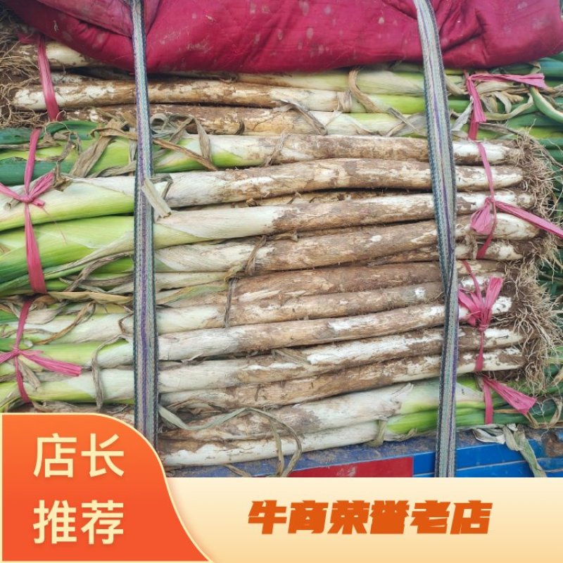 河北长白大葱产地发货货源充足专业代办大量批发诚信