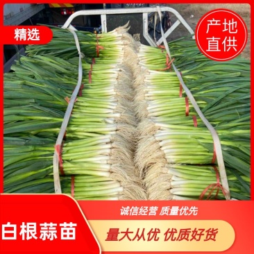 蒜苗、白根蒜苗、切叶蒜苗，精品水洗蒜苗、产地直供、