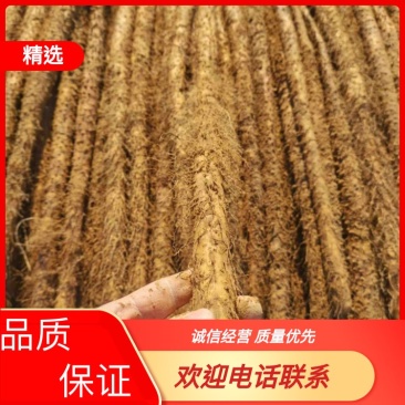 正宗河北铁棍山药货源充足代发全国诚信经营电话联系