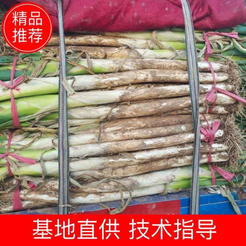 河北长白大葱产地发货货源充足专业代办大量批发诚信