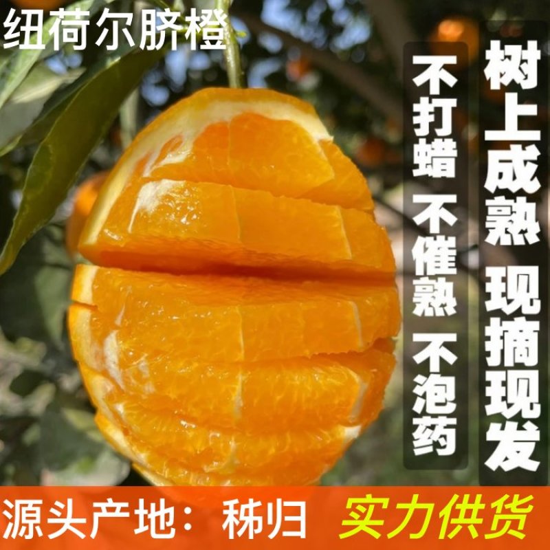 新鲜纽荷尔脐橙，秭归纽荷尔脐橙……