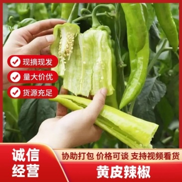 黄皮尖椒鲜辣椒量大质优一手货源欢迎咨询支持视频看货
