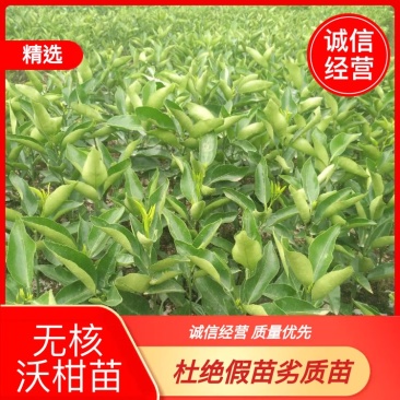 优质无核沃柑柑桔苗全国发货可实地查看视频看货产地直供