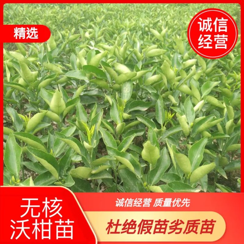 优质无核沃柑柑桔苗全国发货可实地查看视频看货产地直供