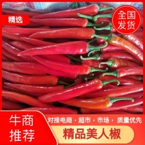 河南商丘精品美人椒产地发货一手货源批发品质保证，全国发货