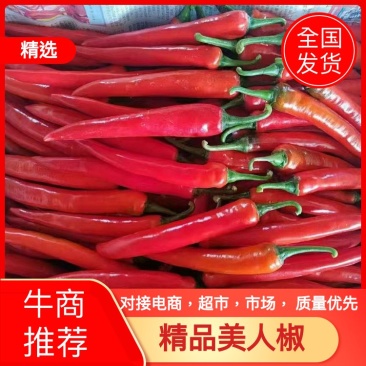 河南商丘精品美人椒产地发货一手货源批发品质保证，全国发货