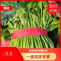 推荐河北邯郸菠菜新鲜采摘大量有货