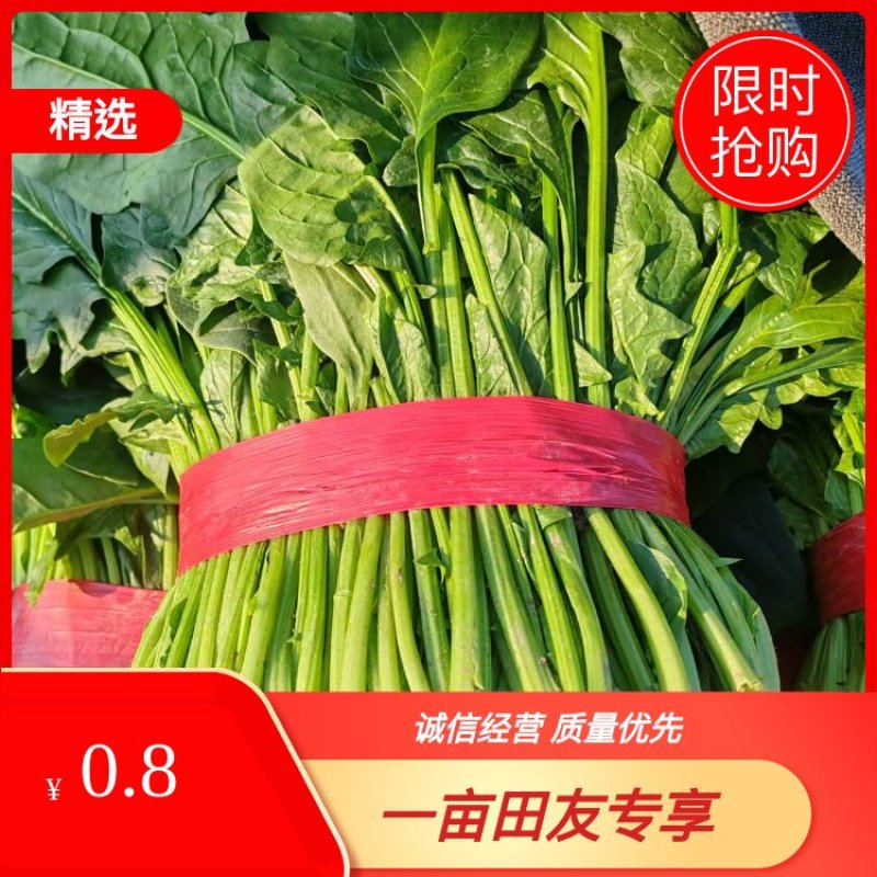 推荐河北邯郸菠菜新鲜采摘大量有货