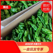 湛江雷州产螺丝椒，大量供应中，质量保证，货源丰富专业代办
