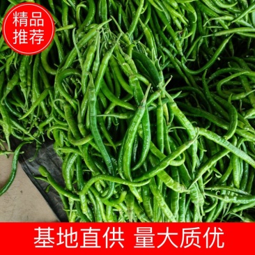 八号线椒二荆条三号线椒，产地代办物美价亷，