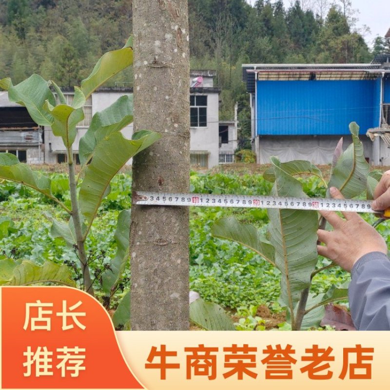 湖北恩施6年厚朴树，皮厚质细，油重，香气浓！