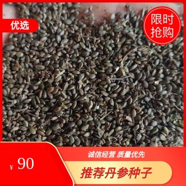 丹参种子，成活率高品质纯正可视频看货，欢迎咨询